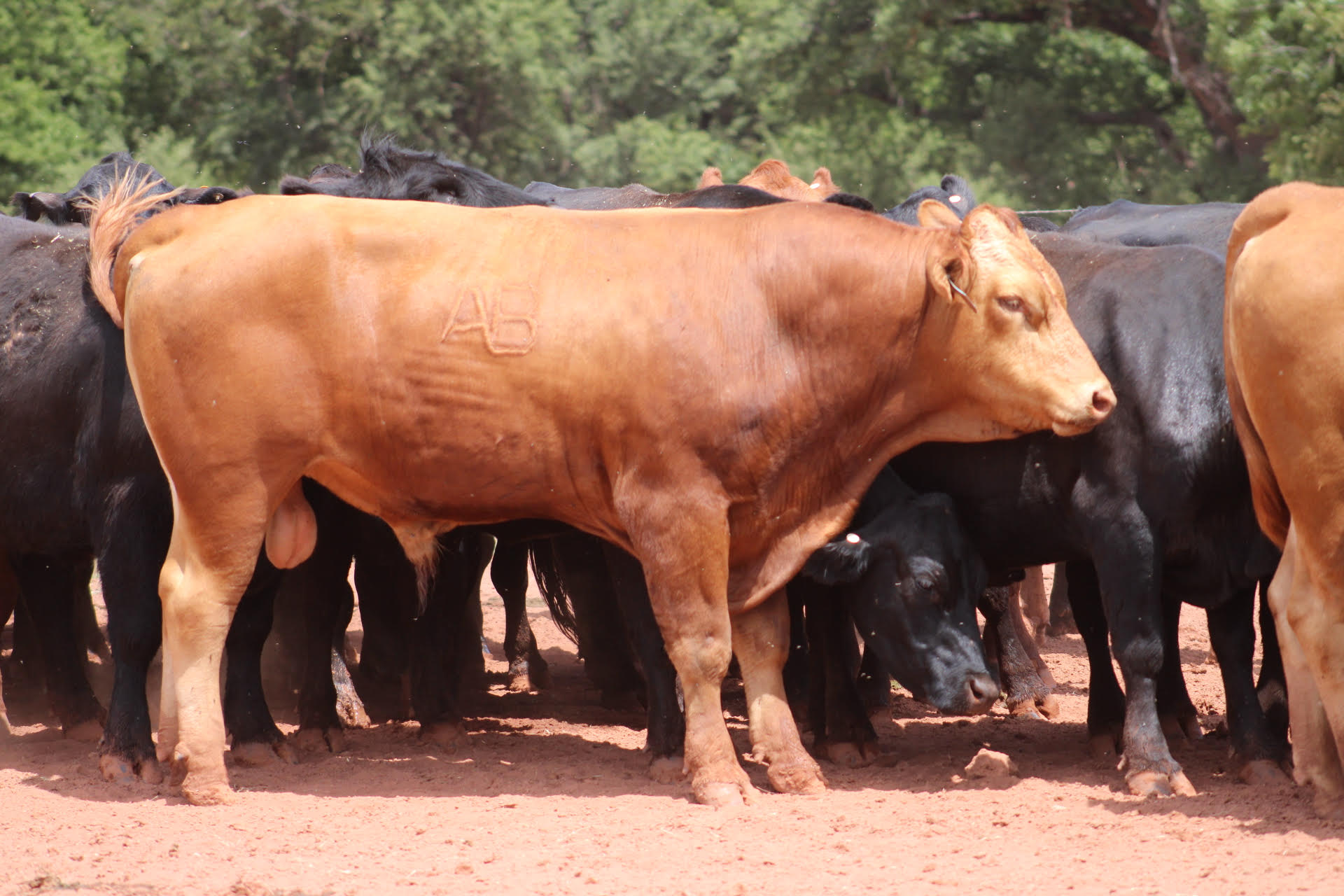 Full blood Akaushi bull ABN tag#: 3181